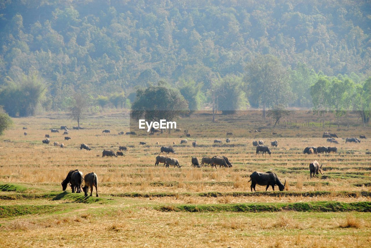 HORSES IN A FARM