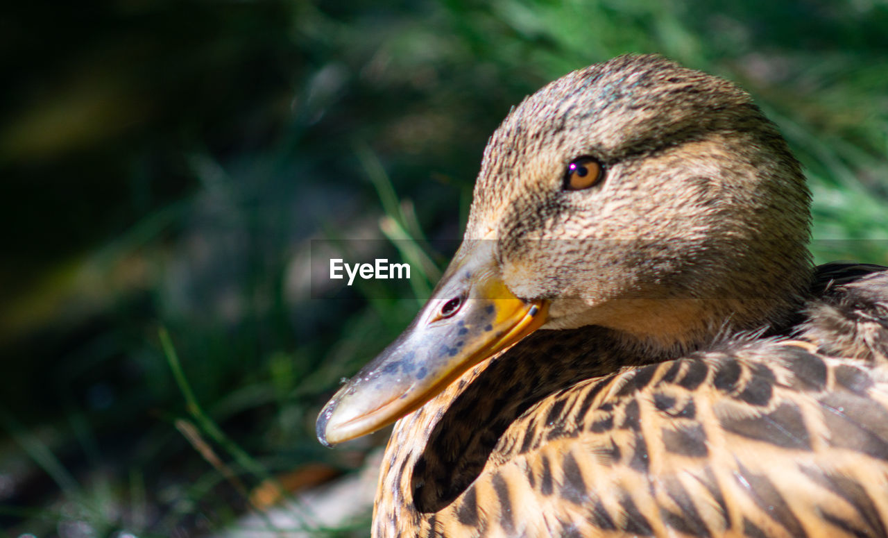 Close-up of duck