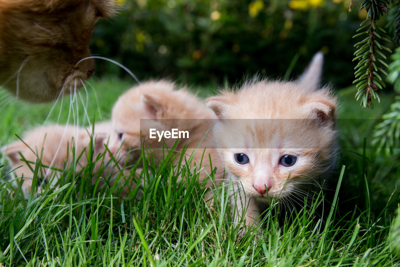 VIEW OF KITTENS ON GRASS
