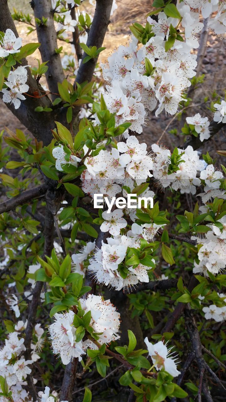 Close-up of white flowers blooming in garden