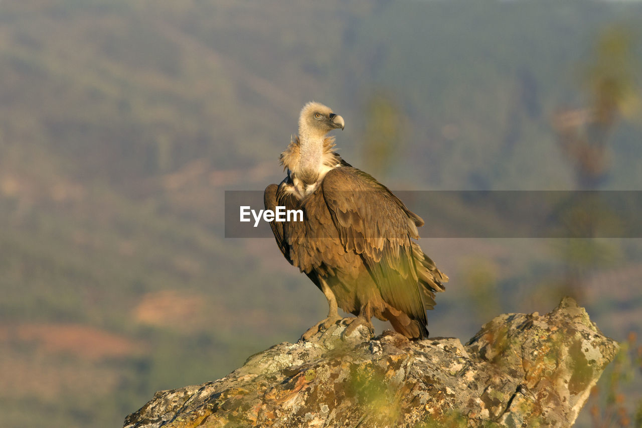 BIRDS PERCHING ON ROCK