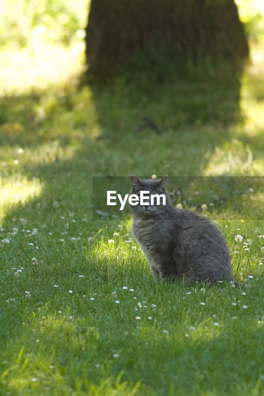 CAT SITTING ON GRASS IN FIELD