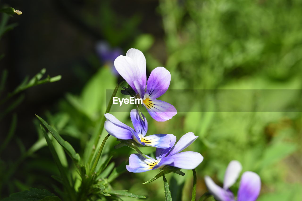 CLOSE-UP OF PURPLE FLOWERING PLANT