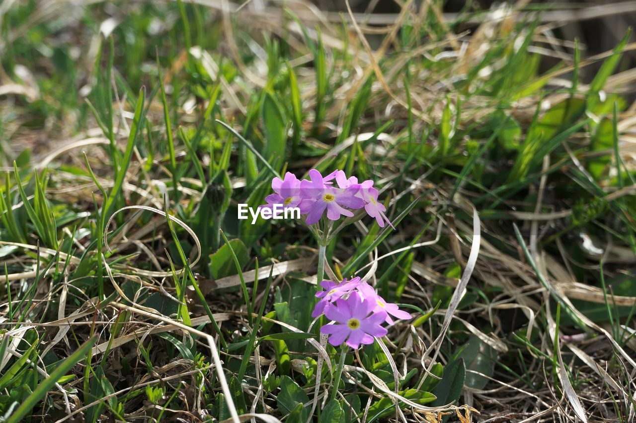 CLOSE-UP OF PURPLE CROCUS FLOWERS GROWING IN FIELD