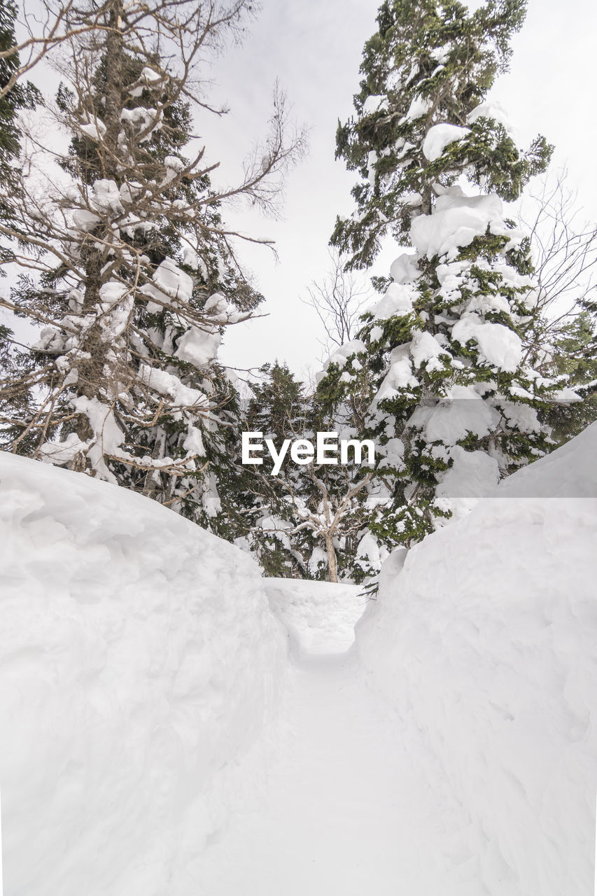 SNOW COVERED PINE TREES AGAINST CLEAR SKY