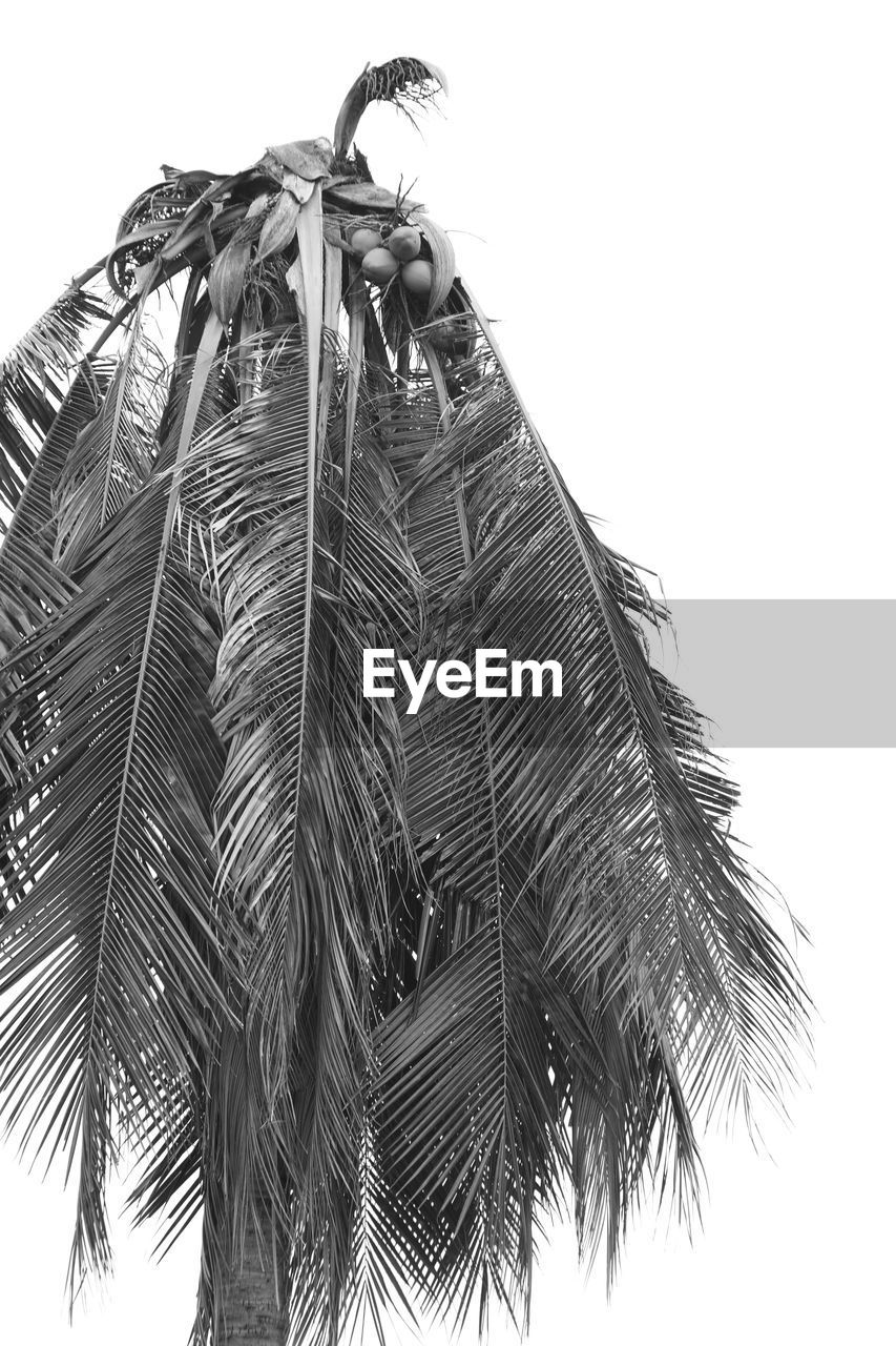 LOW ANGLE VIEW OF COCONUT PALM TREES AGAINST CLEAR SKY