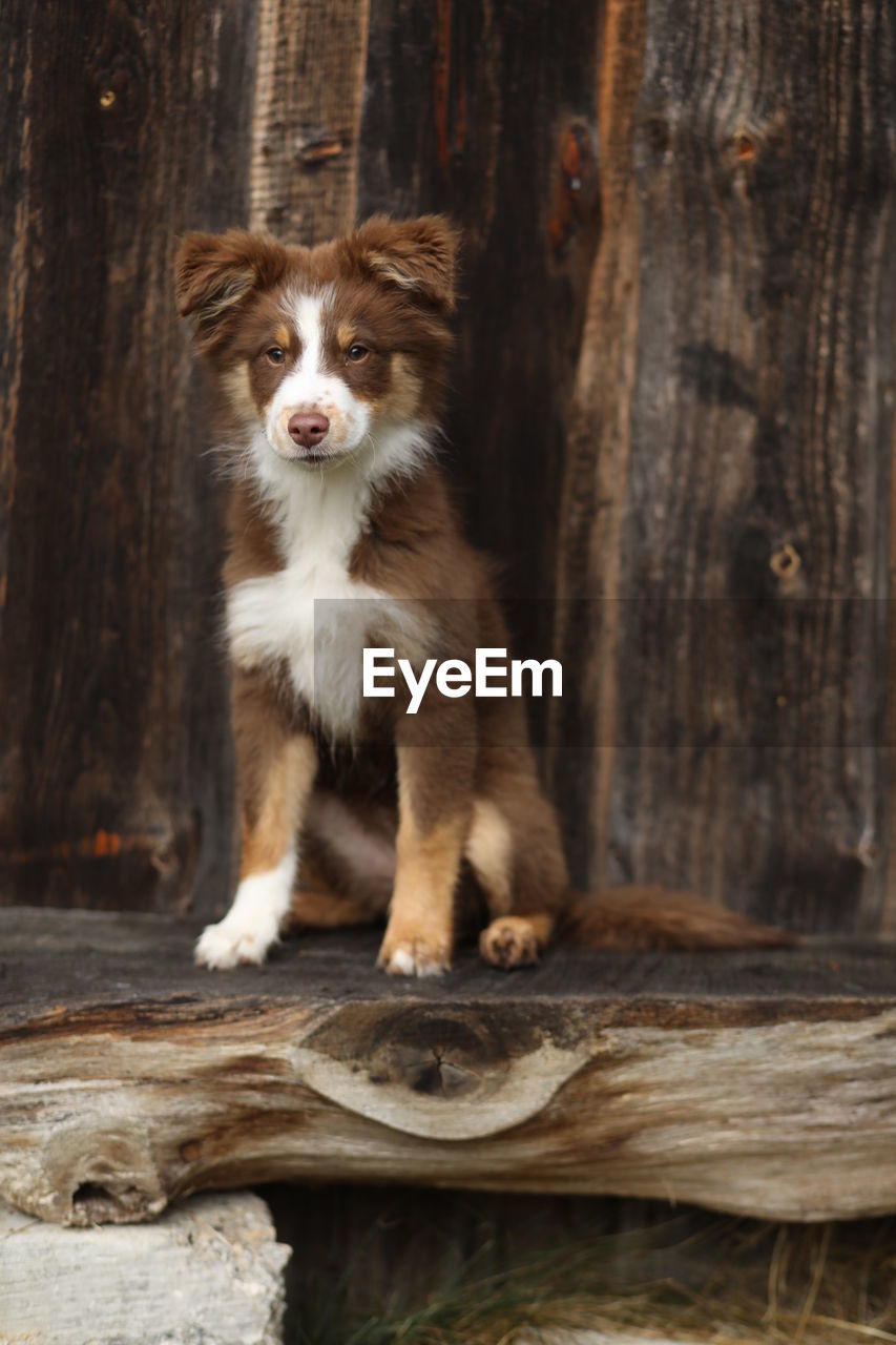 Portrait of dog sitting on wooden log