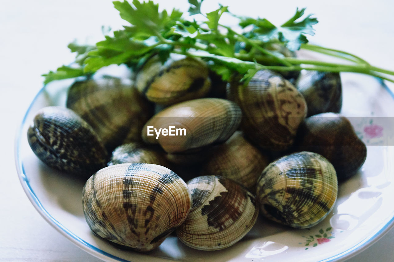 CLOSE-UP OF SNAILS IN CONTAINER