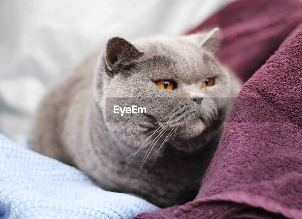 British shorthaired cat 