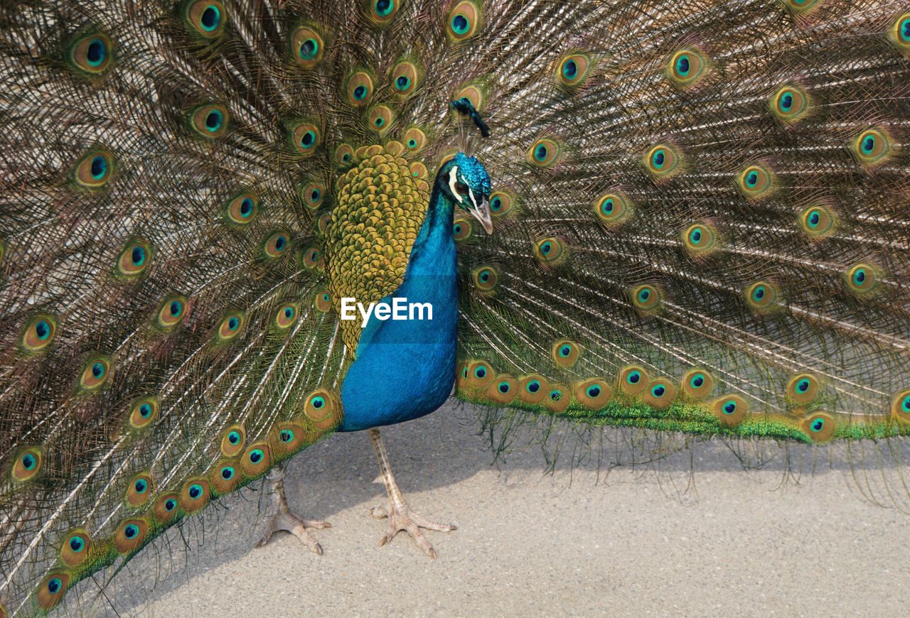 CLOSE-UP OF PEACOCK WITH FEATHERS