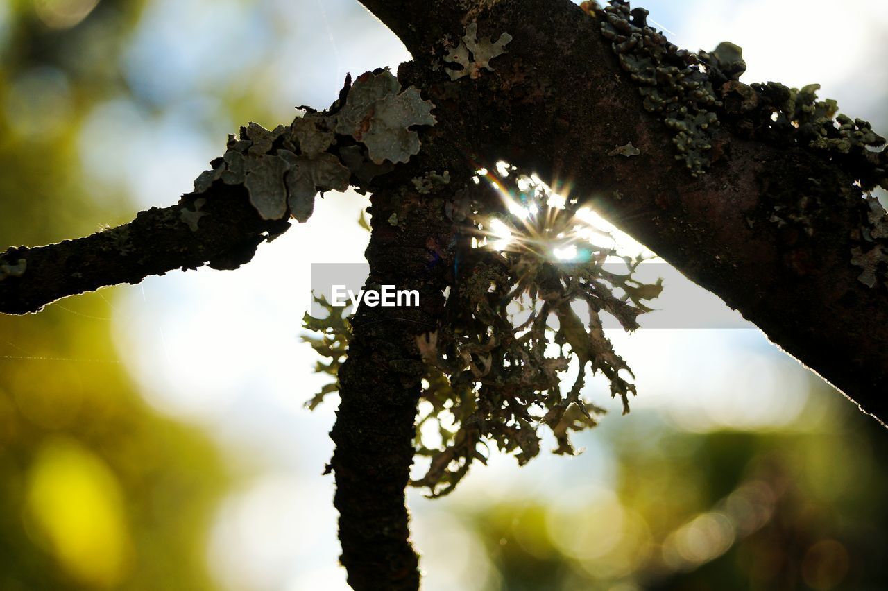 CLOSE-UP OF TREE TRUNK WITH SUN