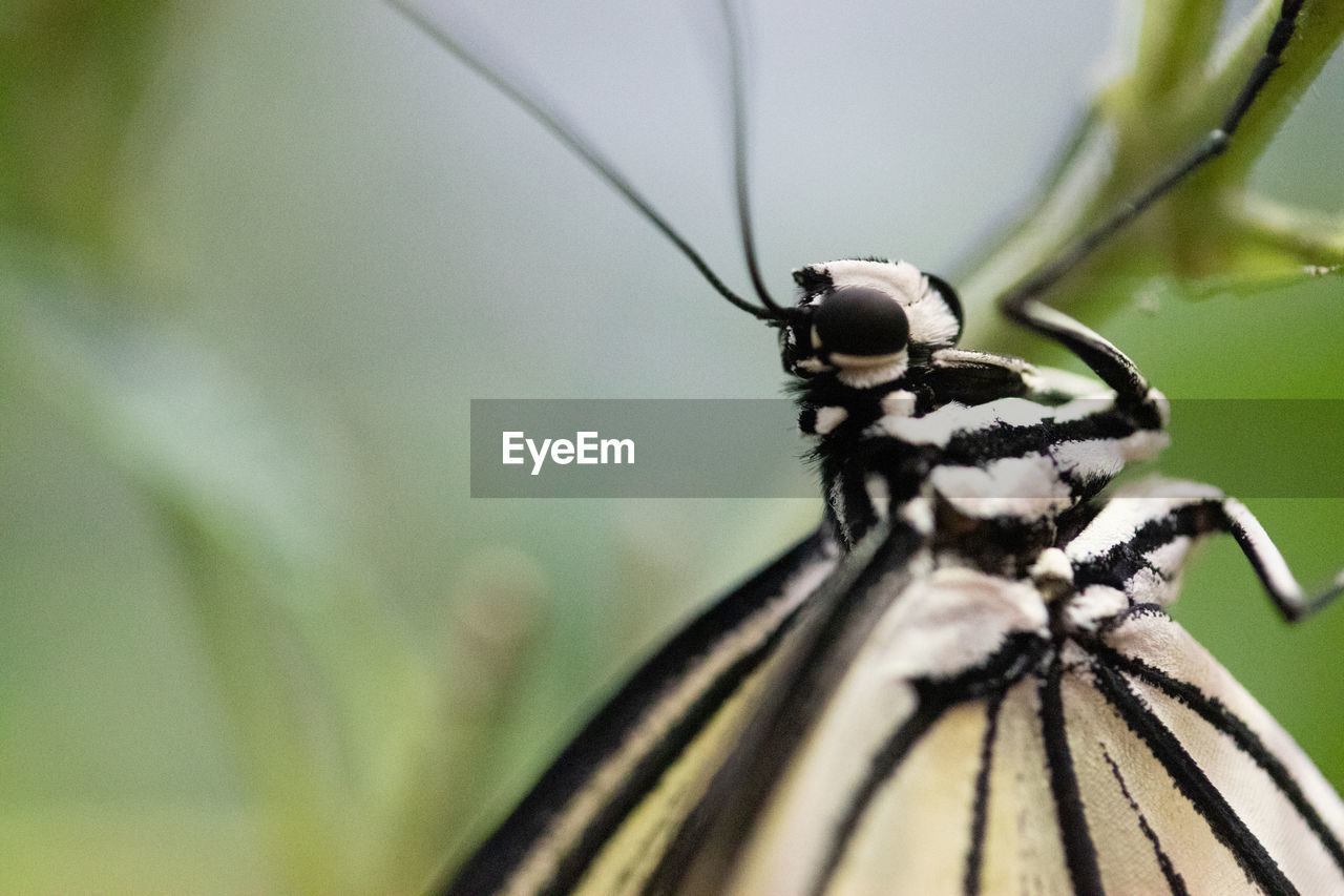 CLOSE-UP OF BUTTERFLY ON GREEN LEAF