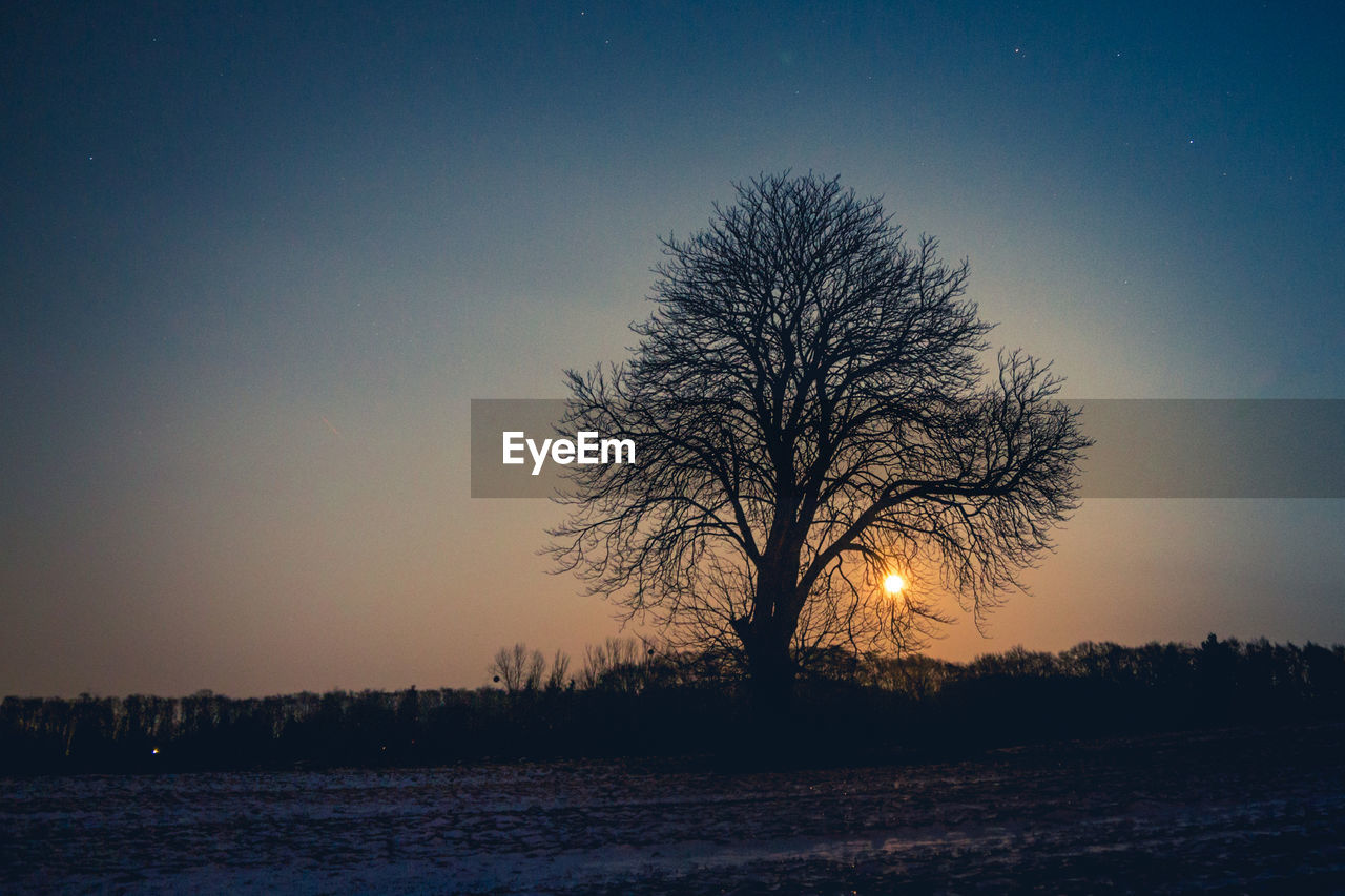 Bare tree against clear sky at night