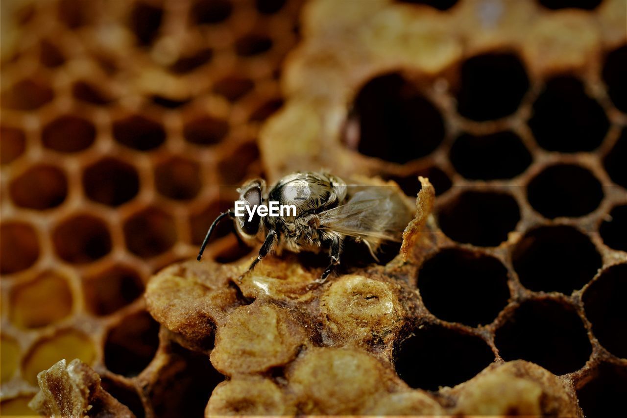 CLOSE-UP OF BEE ON THE BACKGROUND