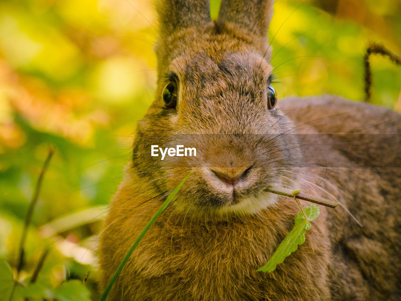 Close-up of brown rabbit