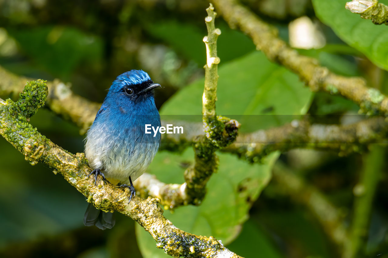 CLOSE-UP OF BIRD PERCHING ON PLANT