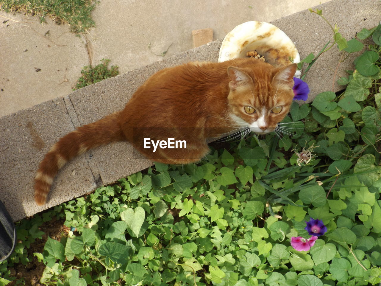 HIGH ANGLE VIEW OF CAT ON PLANT