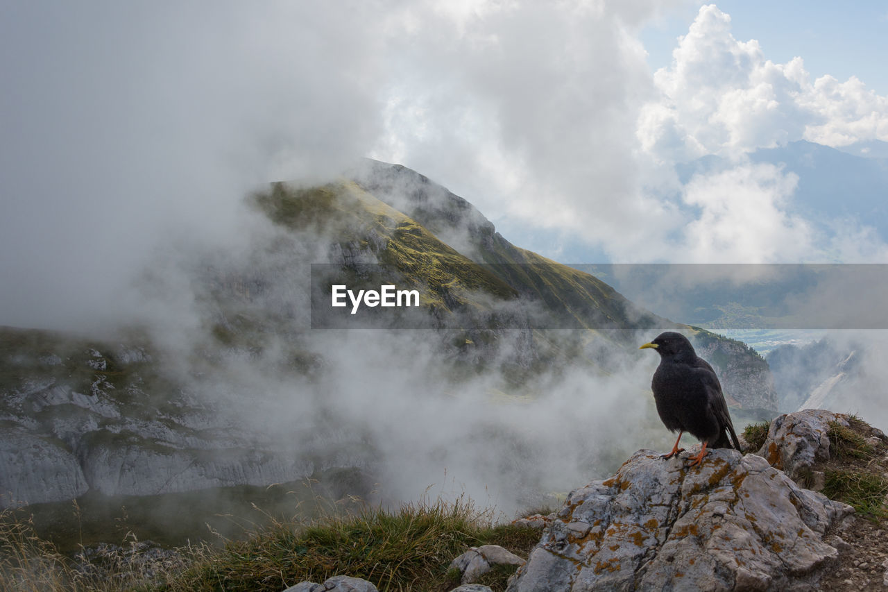BIRDS PERCHING ON ROCK