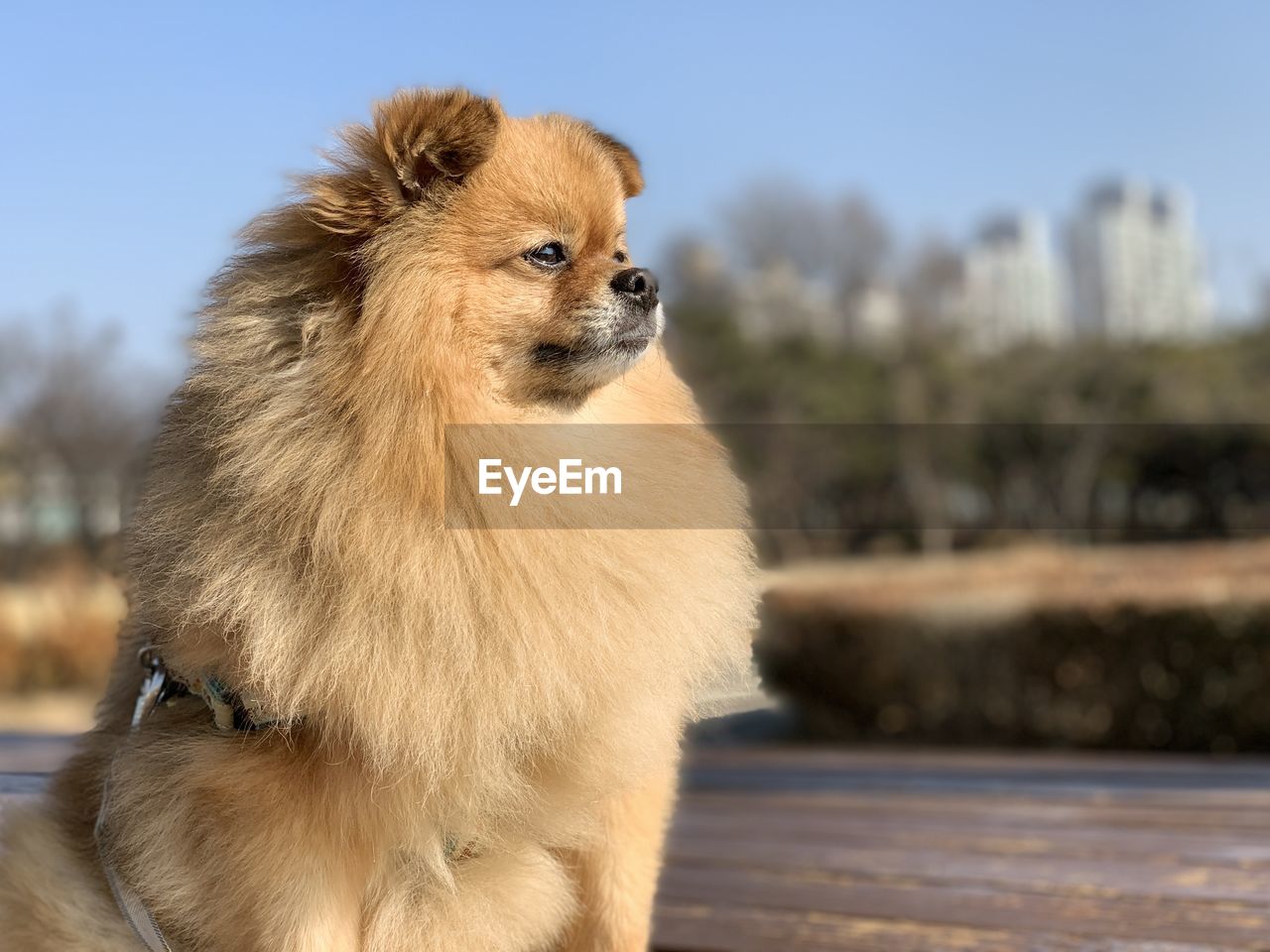 Close-up of a dog looking away