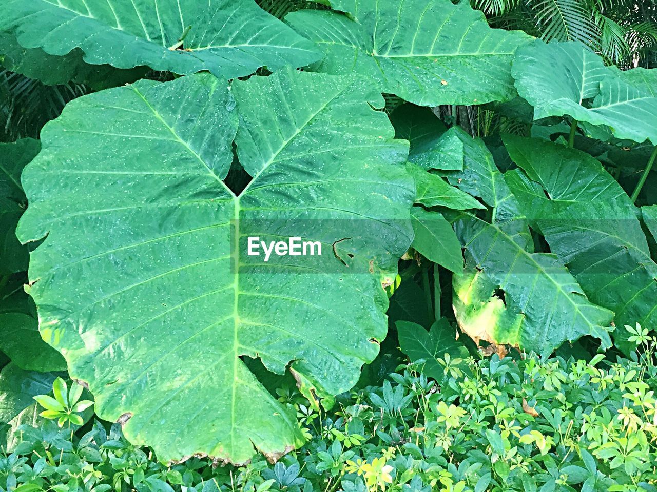 Huge leaves of plants