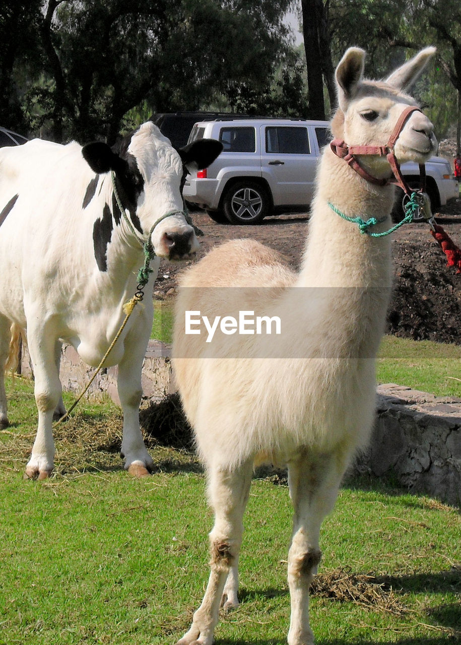 HORSES STANDING ON GRASSY FIELD