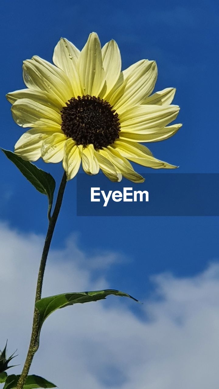 CLOSE-UP OF SUNFLOWER AGAINST SKY