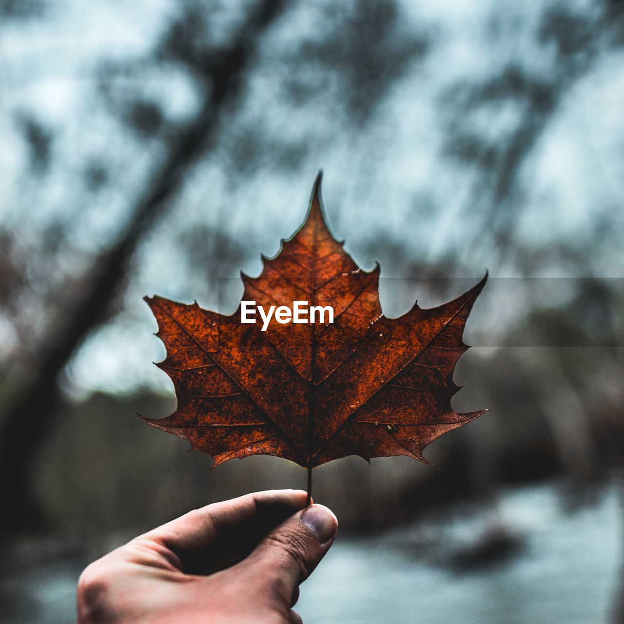 Cropped hand of person holding autumn leaf