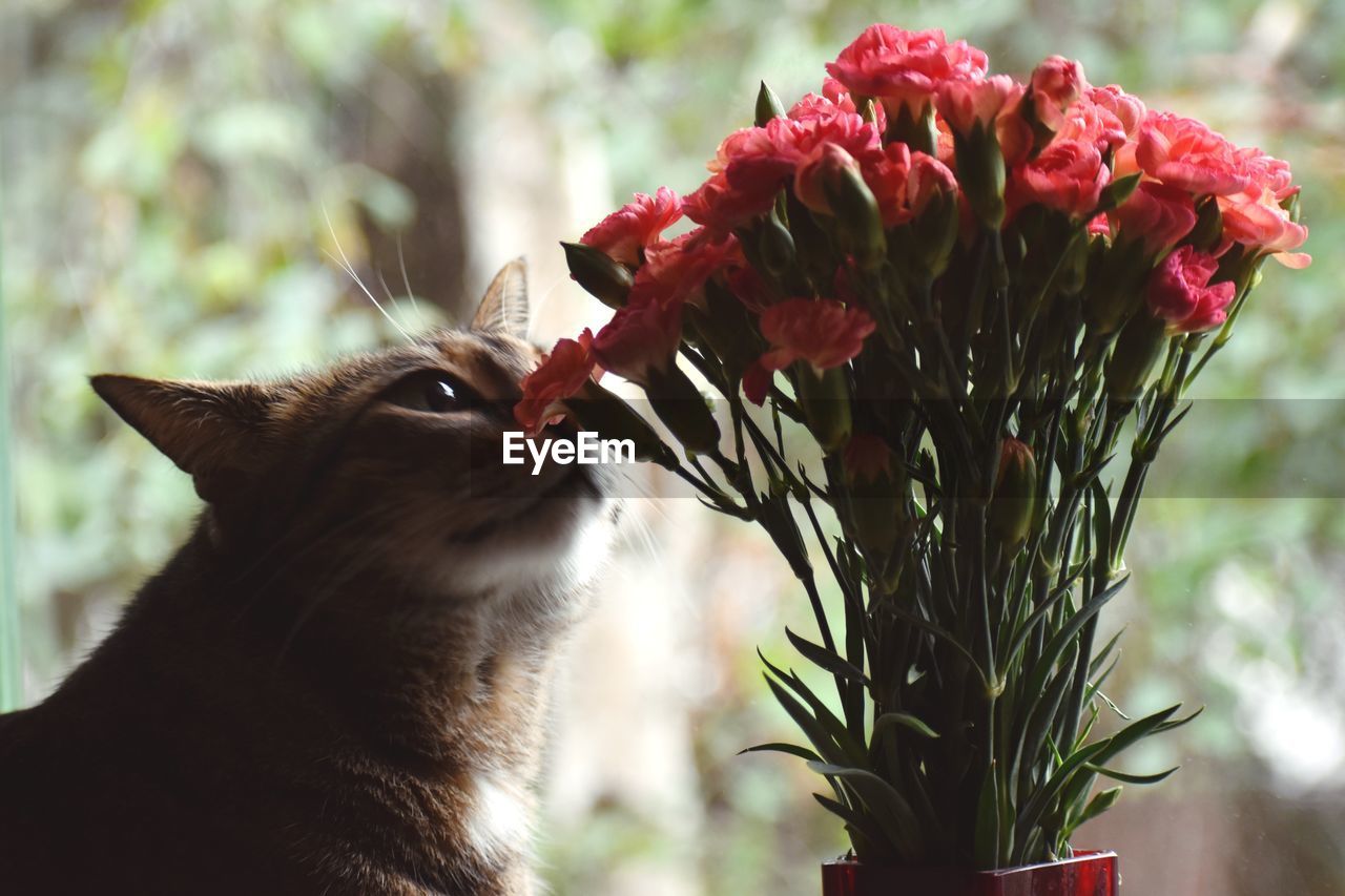 Close-up of cat on flower