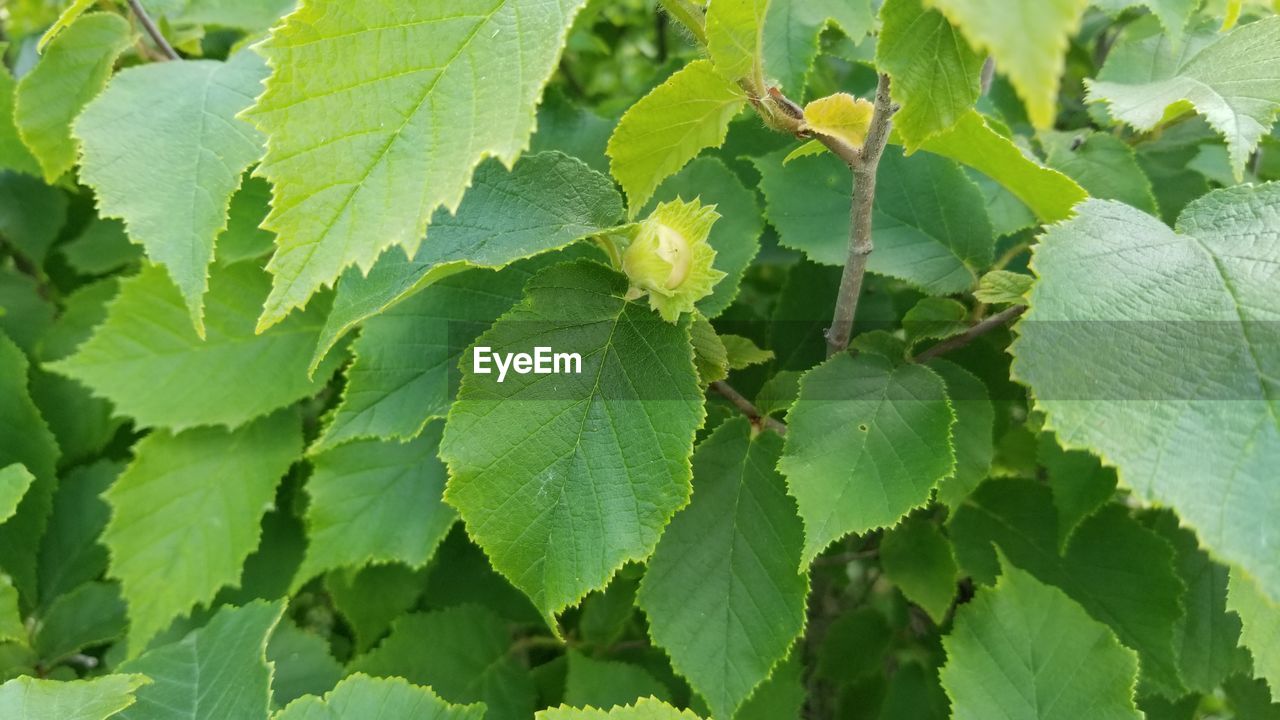 HIGH ANGLE VIEW OF GREEN LEAVES