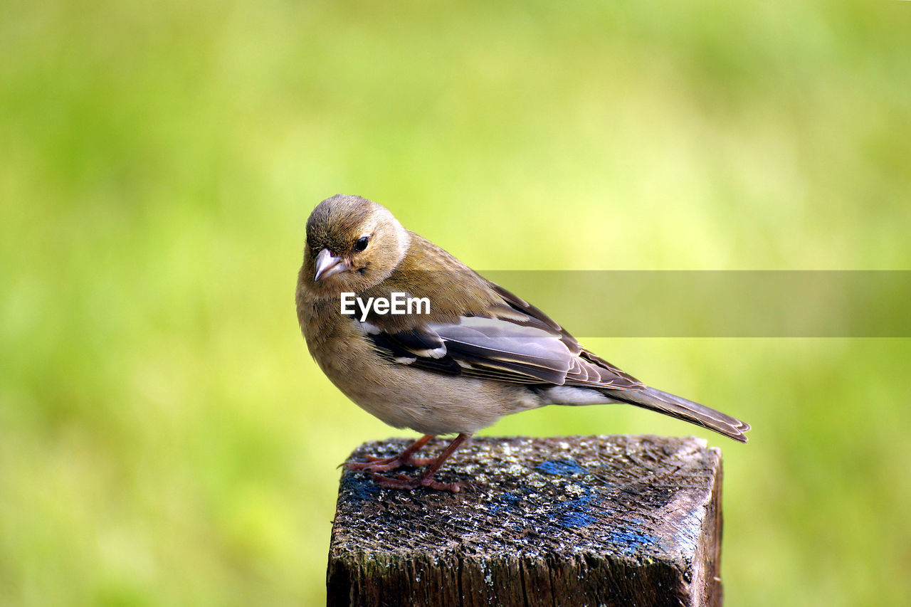 CLOSE-UP OF HUMMINGBIRD PERCHING ON WOOD