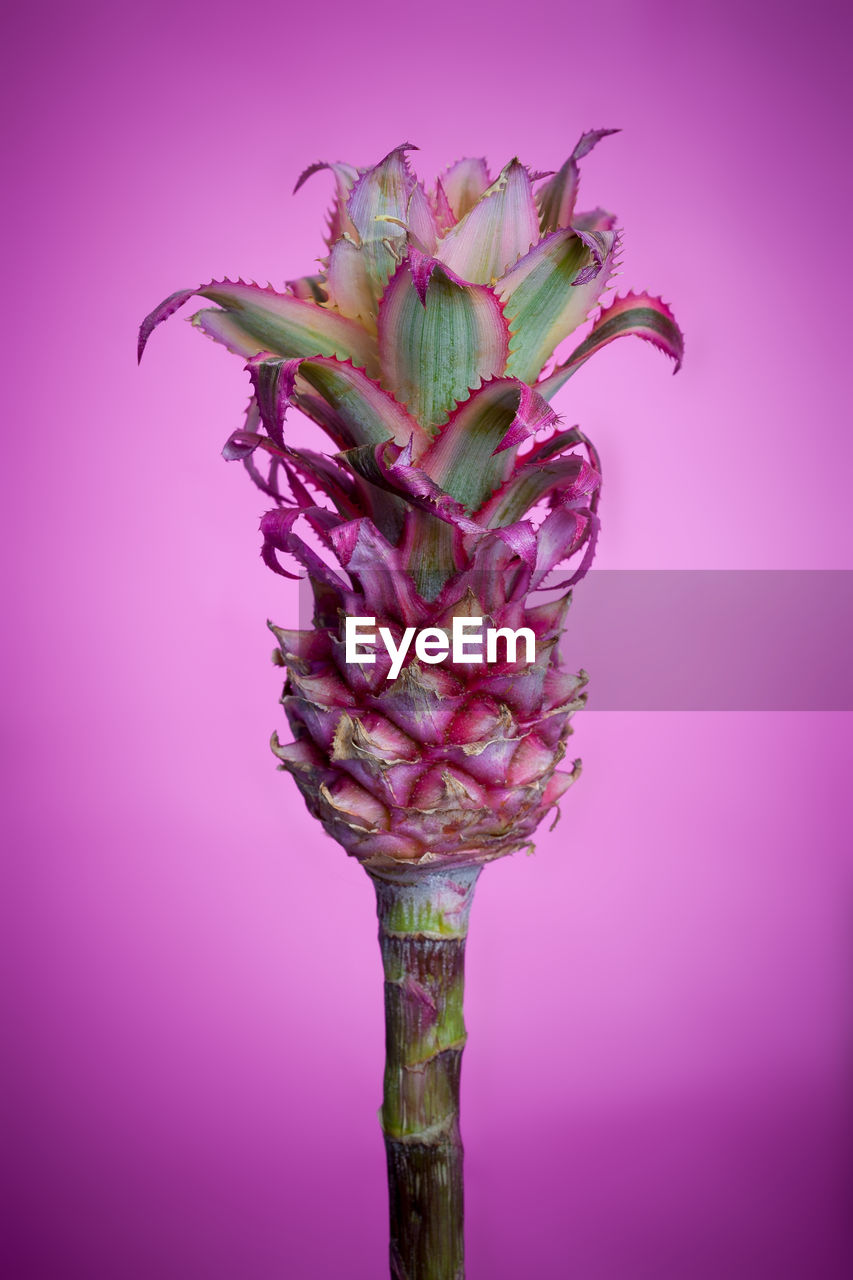 CLOSE-UP OF PINK FLOWER AGAINST PURPLE BACKGROUND