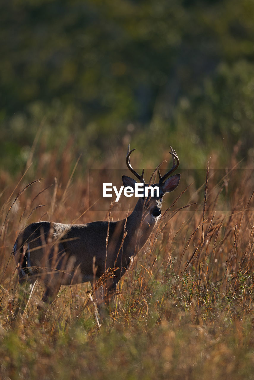 Close-up of deer in field.