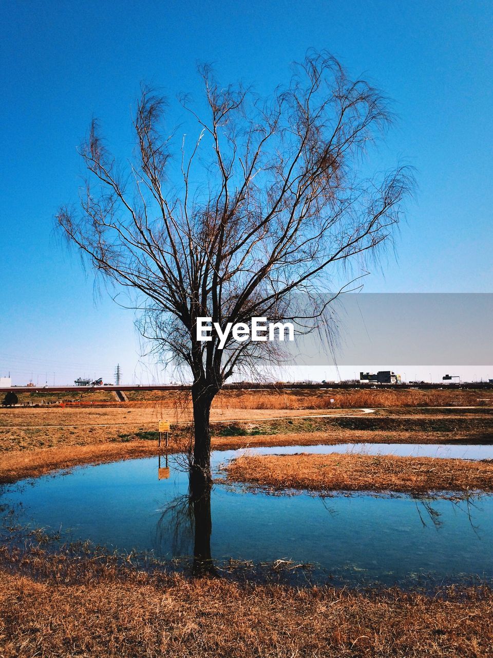 Bare tree in shallow water at field