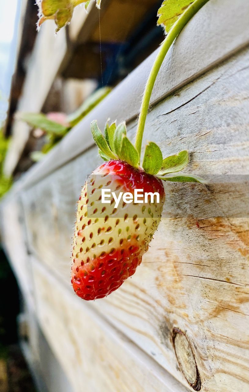 strawberry, food, fruit, food and drink, healthy eating, berry, freshness, plant, strawberry tree, produce, nature, close-up, wood, wellbeing, red, no people, leaf, plant part, day, outdoors, flower, focus on foreground, ripe, agriculture, growth, summer