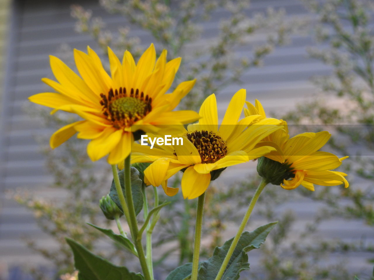 CLOSE-UP OF YELLOW FLOWERS BLOOMING OUTDOORS