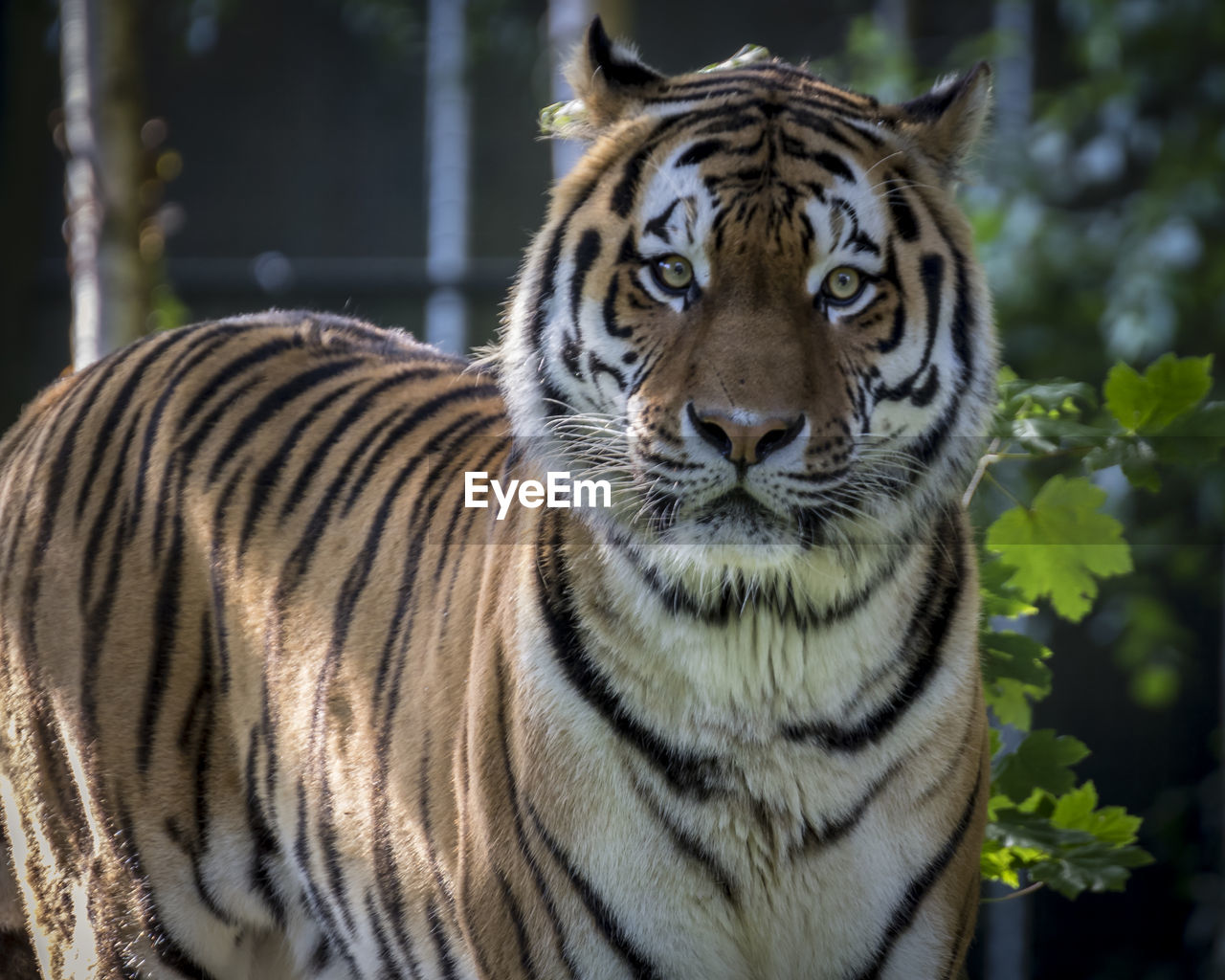 PORTRAIT OF TIGER OUTDOORS