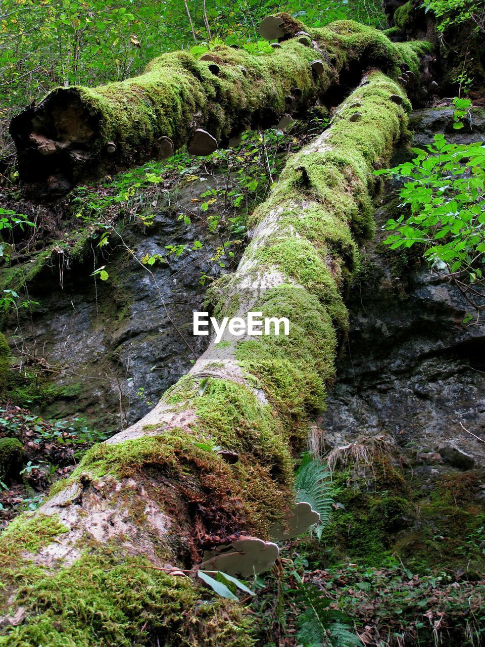 CLOSE-UP OF GREEN GRASS IN TREE