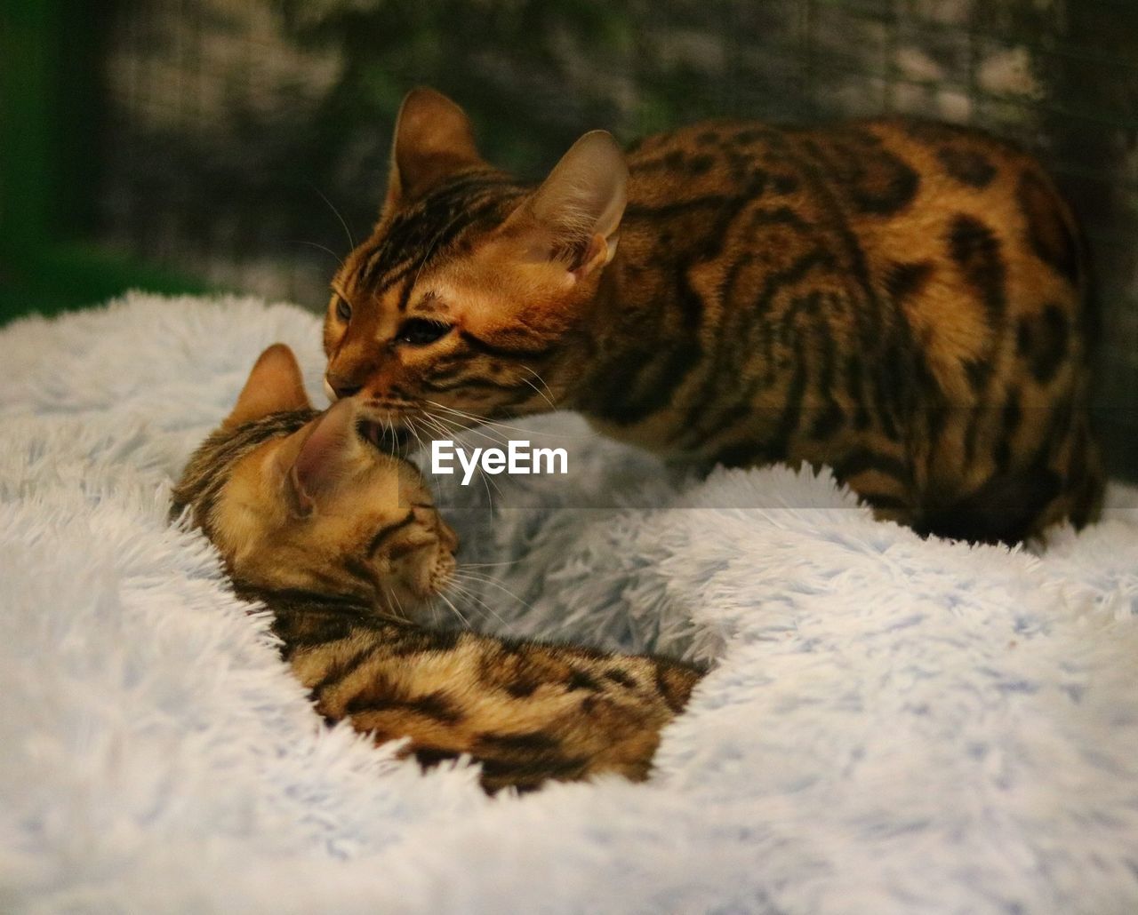 Two cats  in cage on blanket