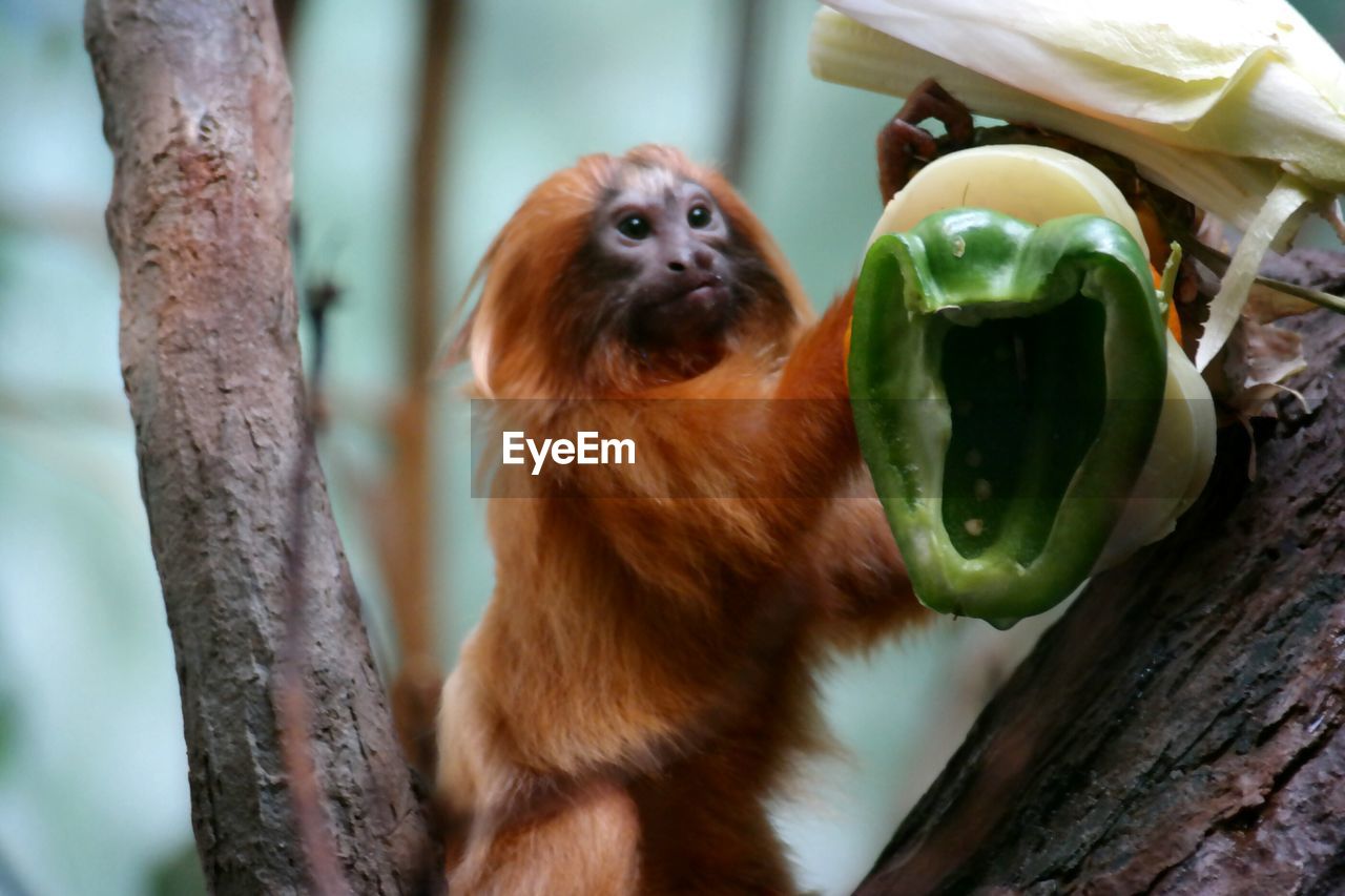 Golden lion tamarin by green bell pepper on tree at zoo