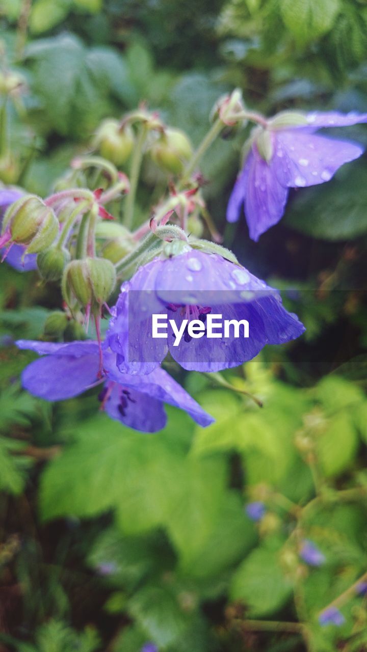 Close-up of wet purple flowers blooming outdoors