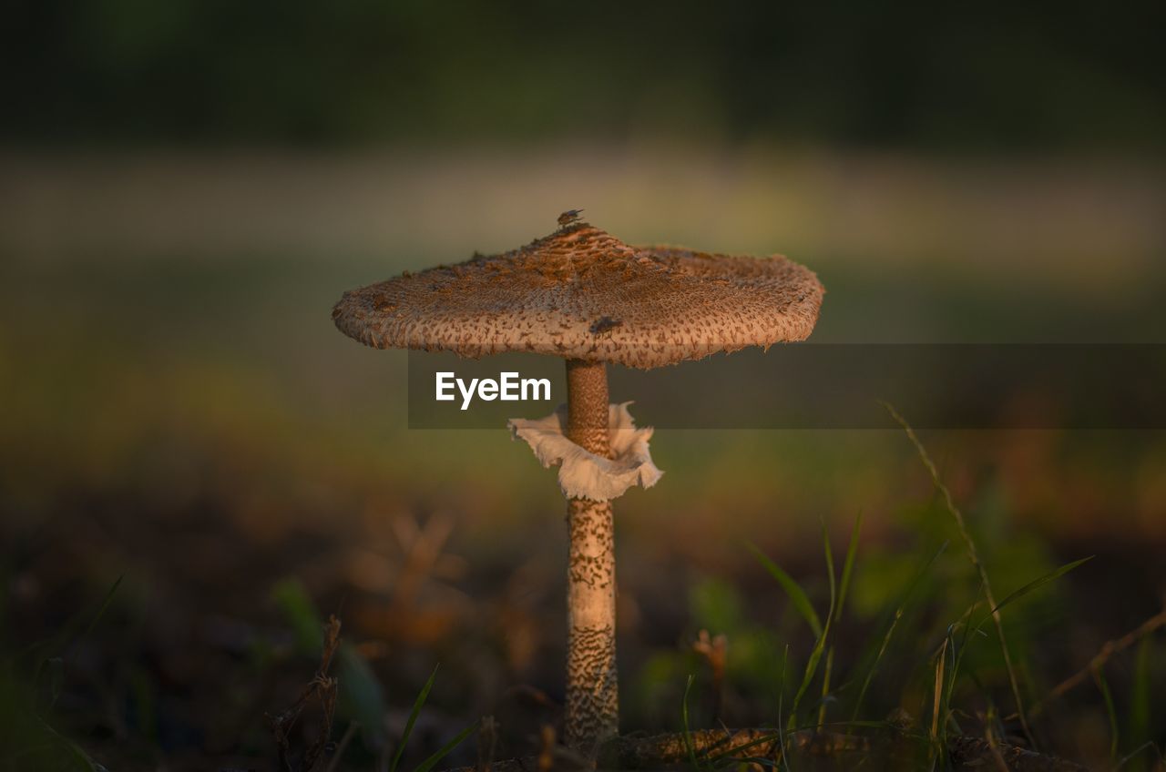 nature, fungus, mushroom, plant, vegetable, land, food, macro photography, growth, forest, no people, grass, autumn, close-up, natural environment, focus on foreground, beauty in nature, outdoors, wildlife, green, day, animal wildlife, field, leaf, toadstool, woodland