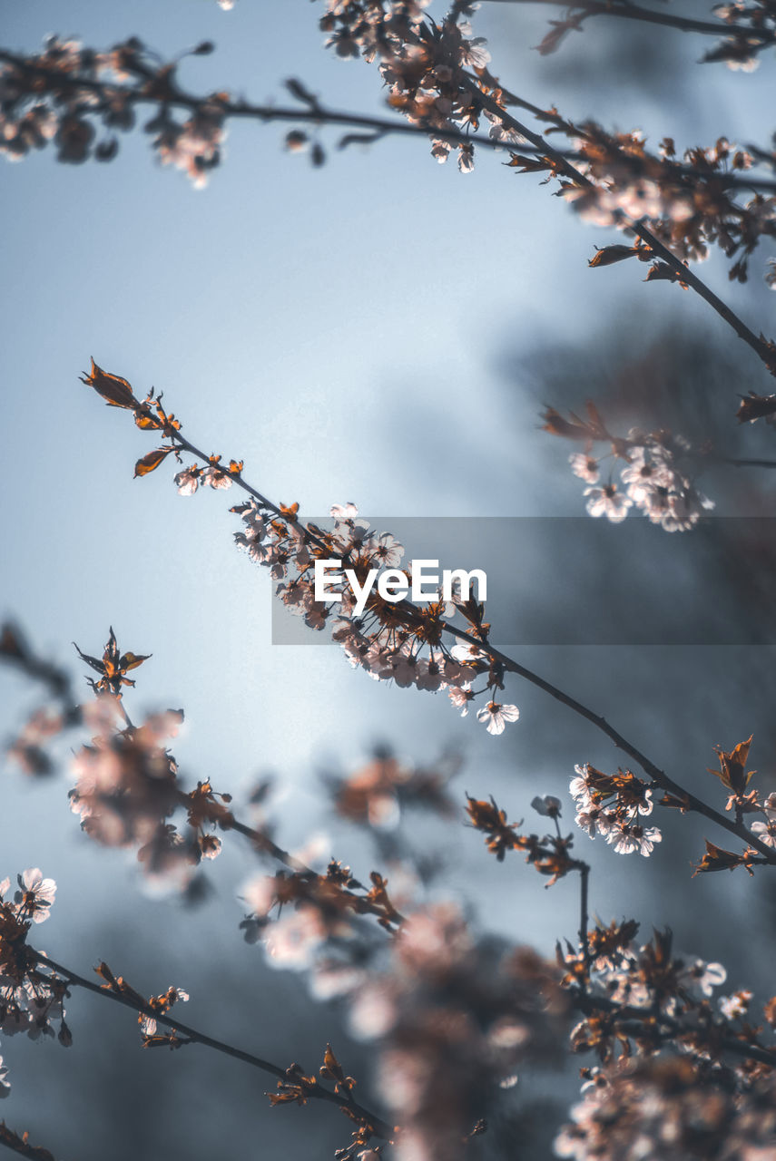 Low angle view of cherry blossoms against sky