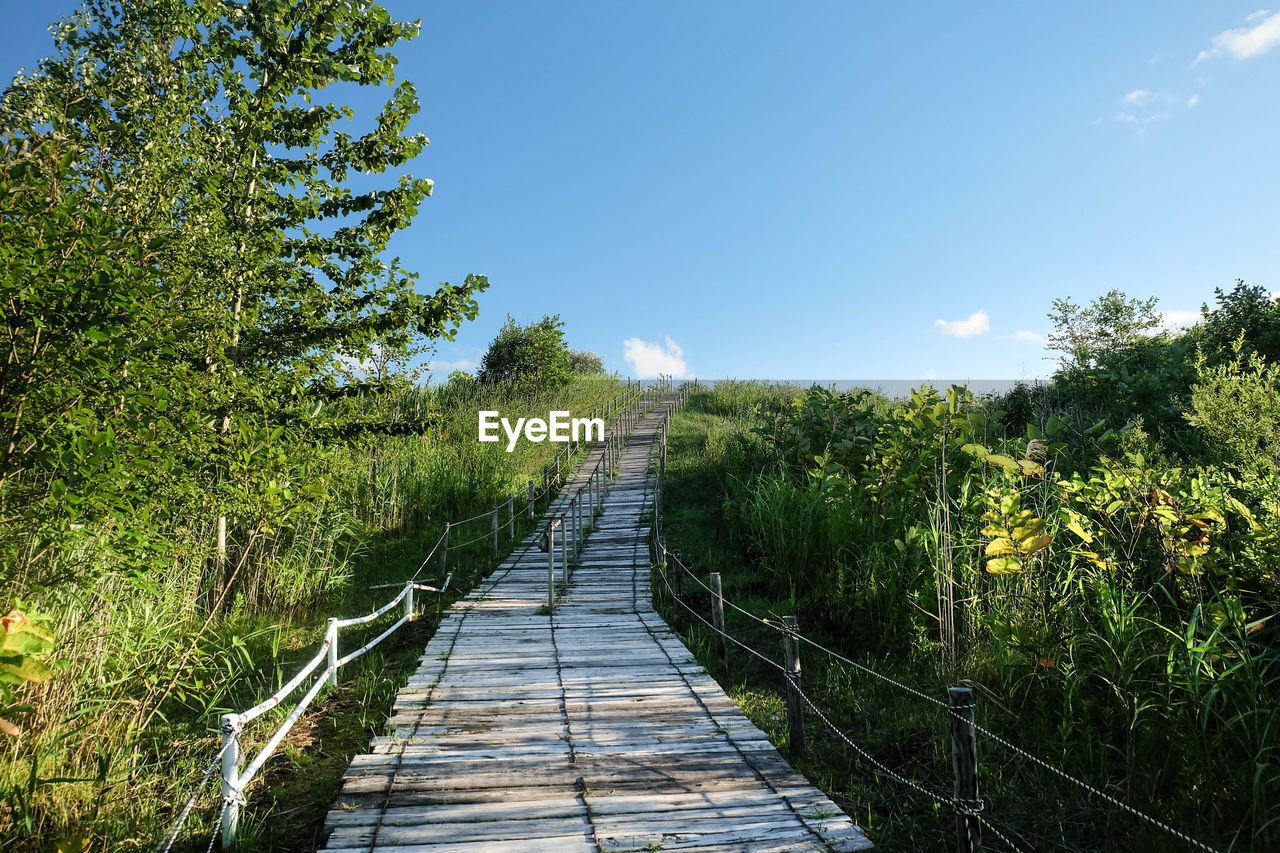 Footpath amidst trees in forest against sky