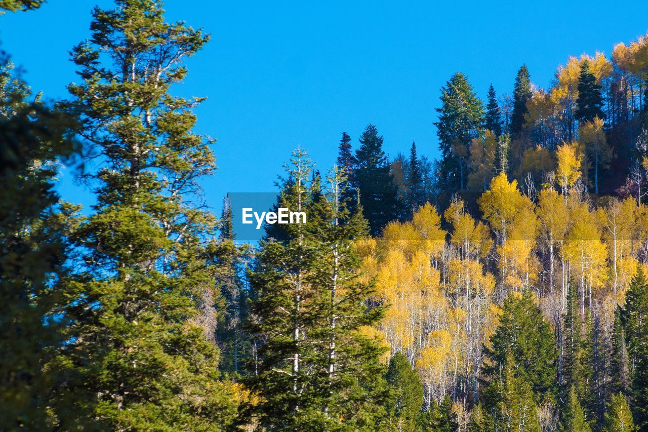 Low angle view of pine trees against blue sky