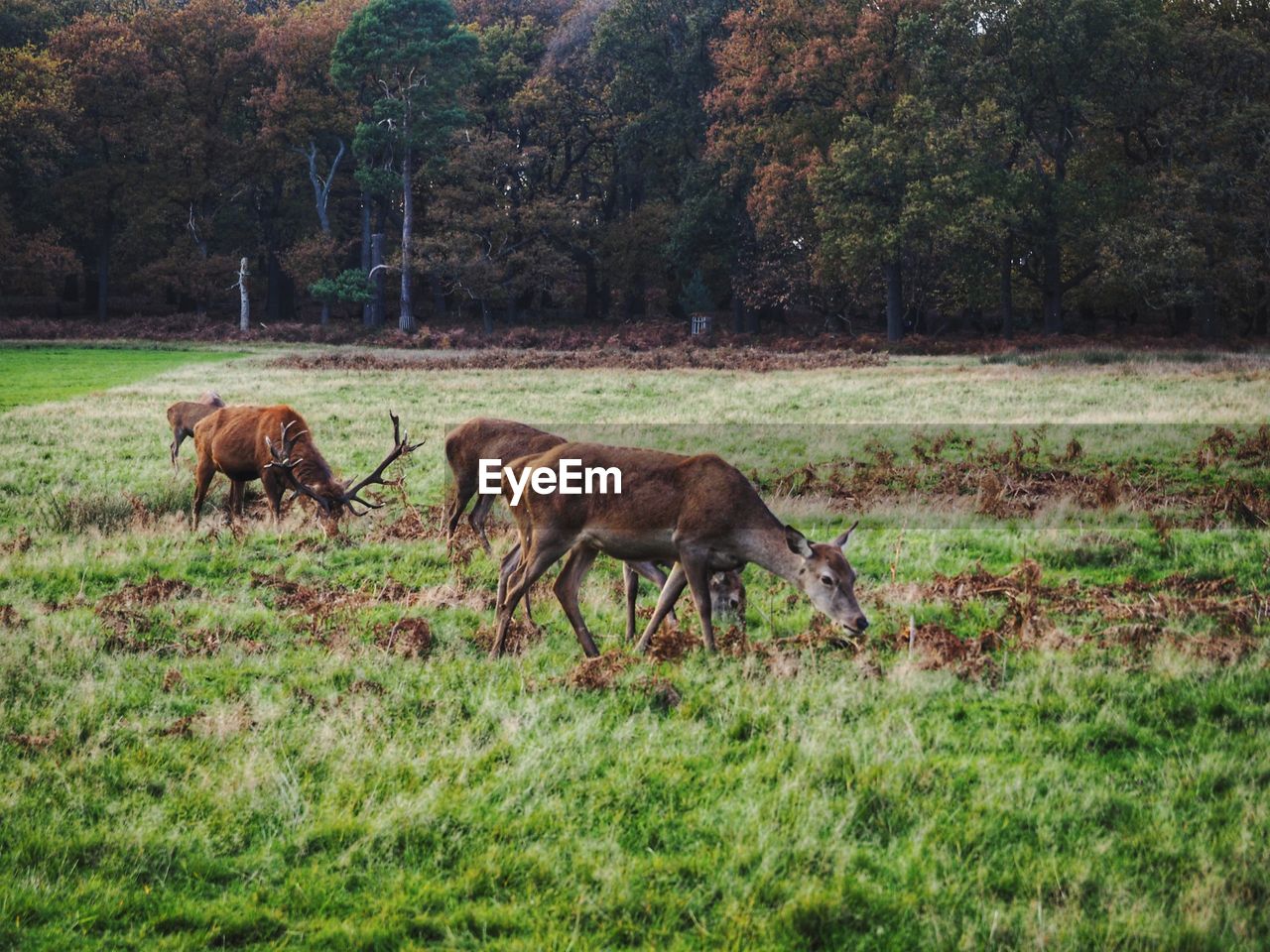 Deer in richmond park