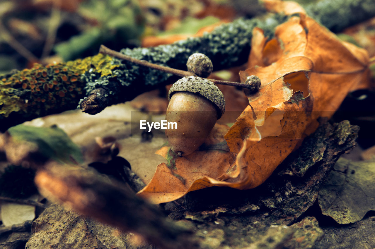 CLOSE-UP OF MUSHROOMS ON DRY LEAVES DURING AUTUMN