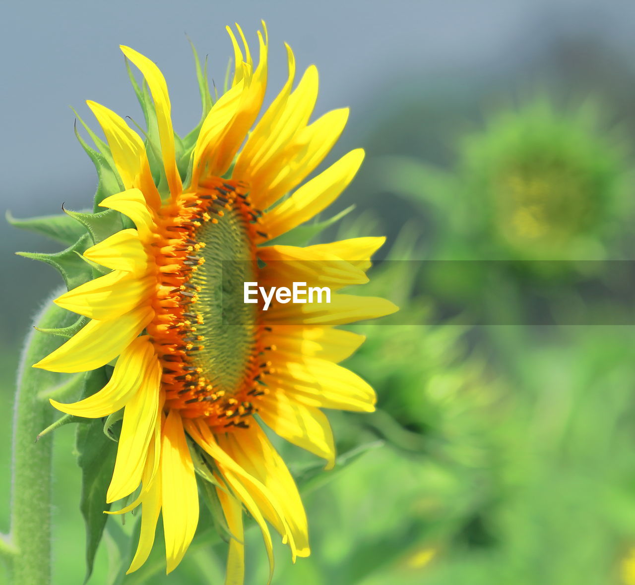 Close-up of sunflower in the field