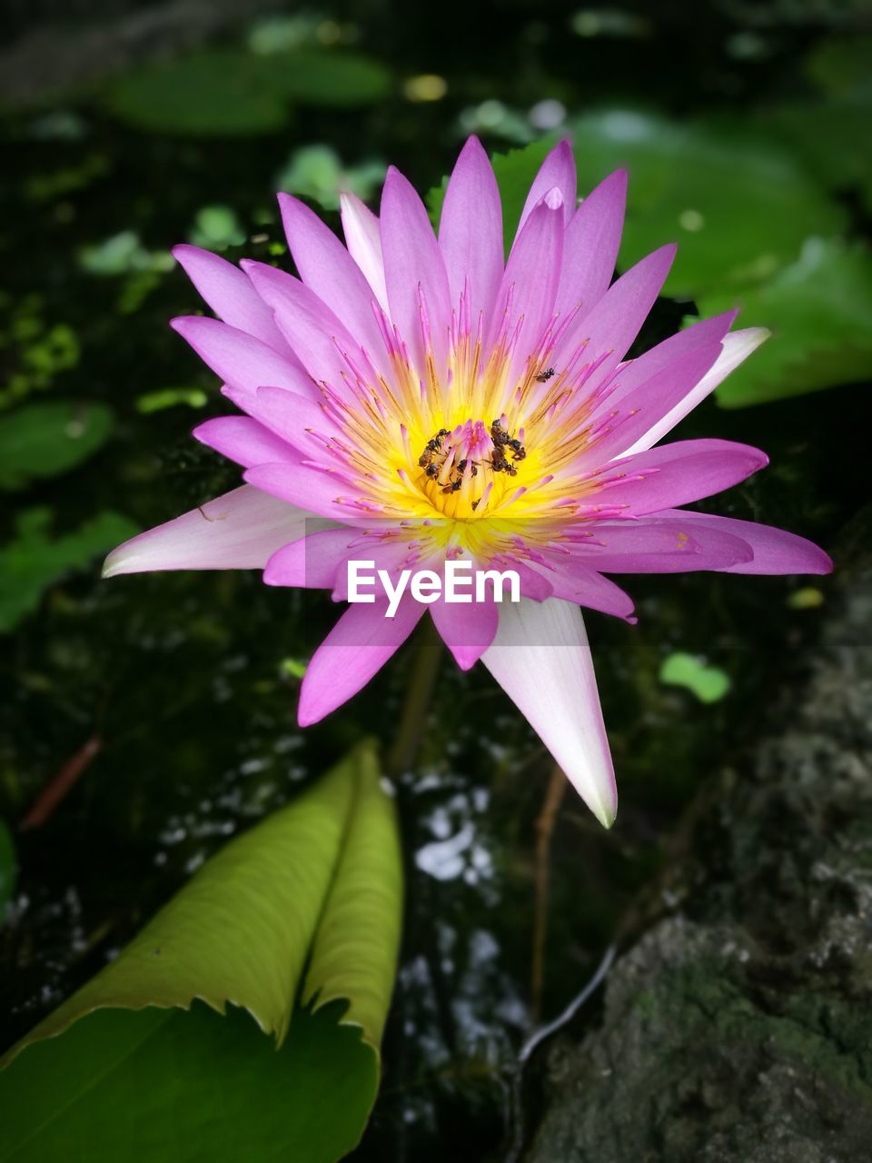 CLOSE-UP OF HONEY BEE ON PINK FLOWER