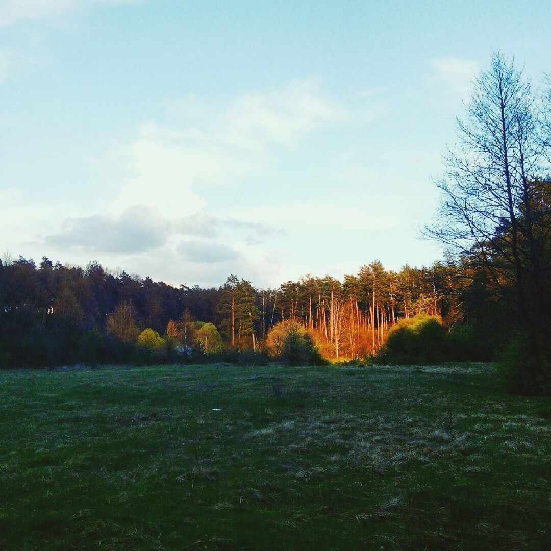 TREES GROWING ON FIELD AGAINST SKY