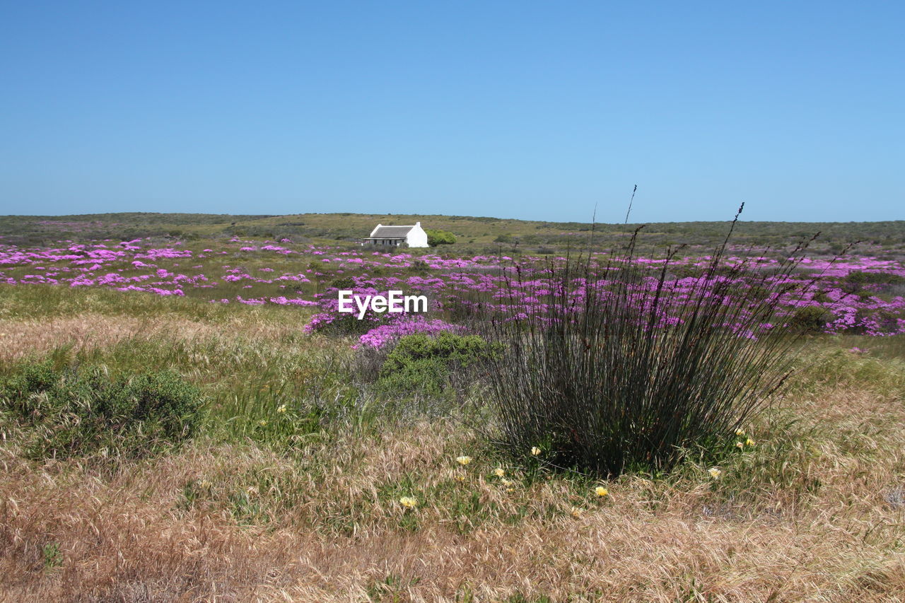 PURPLE FLOWERS ON FIELD AGAINST CLEAR SKY